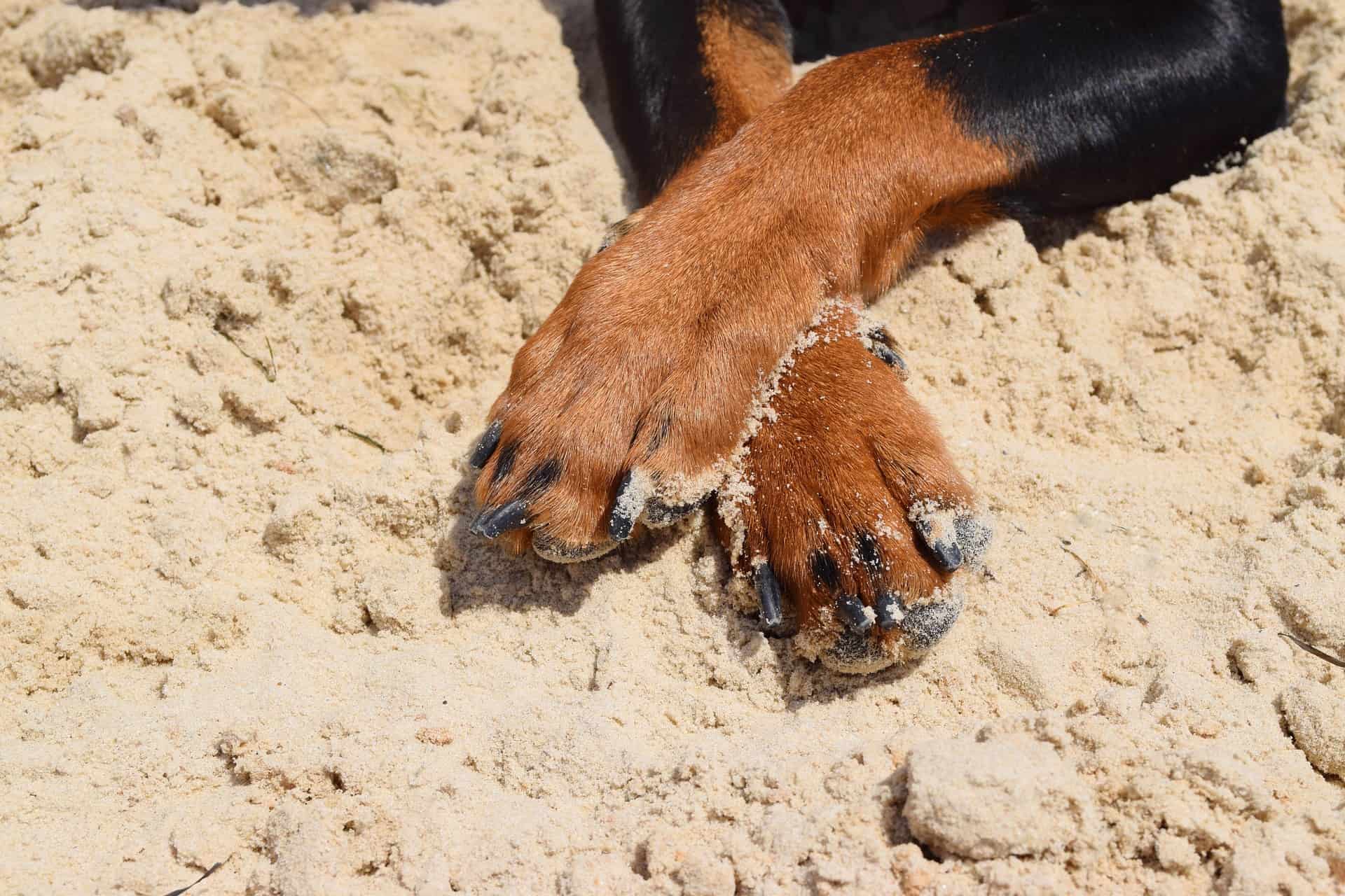 Hundepfoten im Sand, Krallenpflege ist sehr wichtig für die Gesundheit des Hundes. /Foto: nika22121991 (pixabay)