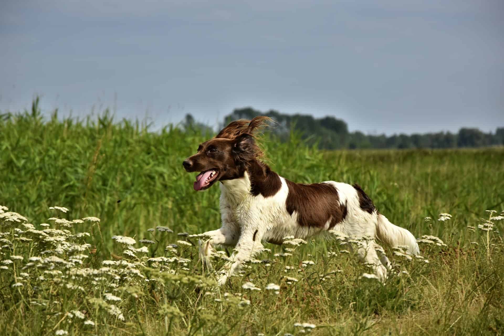 Münsterländer im Lauf in einer Wiese. Hunde brauchen ausreichend Bewegung für ihre Gesundheit. /Foto: Peggychoucair (pixabay)