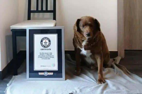 Hund Bobi sitzt neben seinem Rekord für den ältesten Hund der Welt.