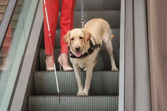 Ein Blindenführhund auf einer Rolltreppe mit Frauchen.