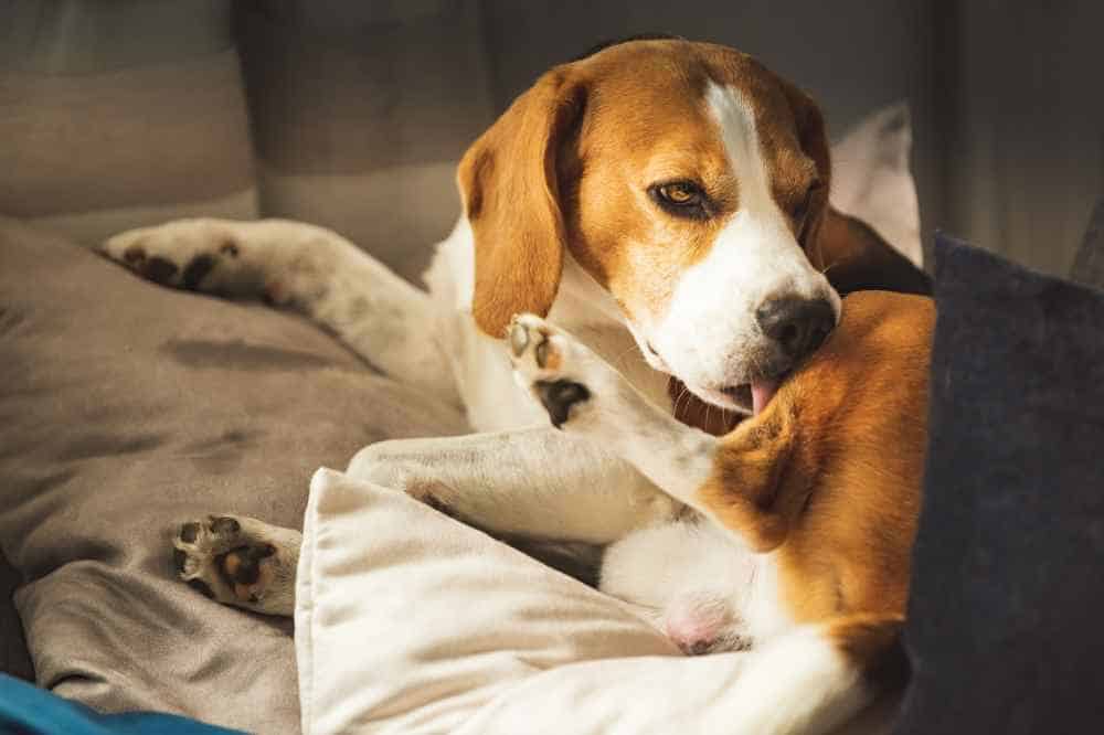 Ein Beagle leckt sich einen Insektenstich beim Hund.