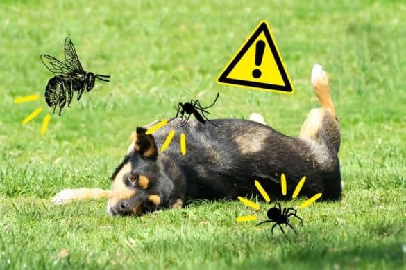 Ein Hund liegt im Gras, umgeben von Insekten und einem Gefahrenzeichen als Symbol für Insektenstiche beim Hund.