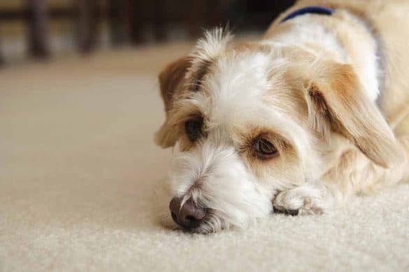 Ein Hund liegt traurig auf Teppichboden, er wird aber nicht verhungern.