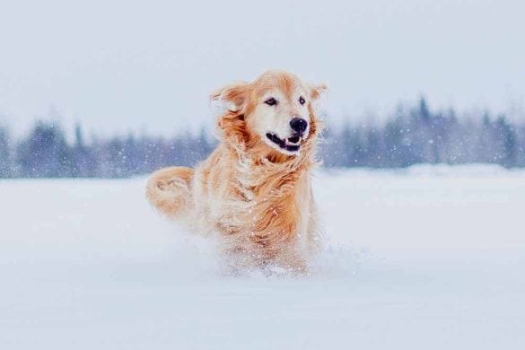 Ein Hund läuft durch den Schnee.