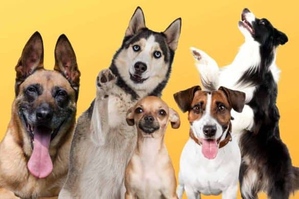 Verschiedene Hunderassen vor einem gelben Hintergrund.