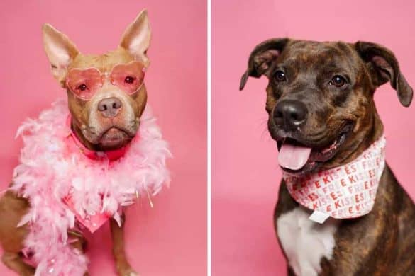 Zwei Hunde mit rosarote Accessoires im Fotoshooting zum Valentinstag.
