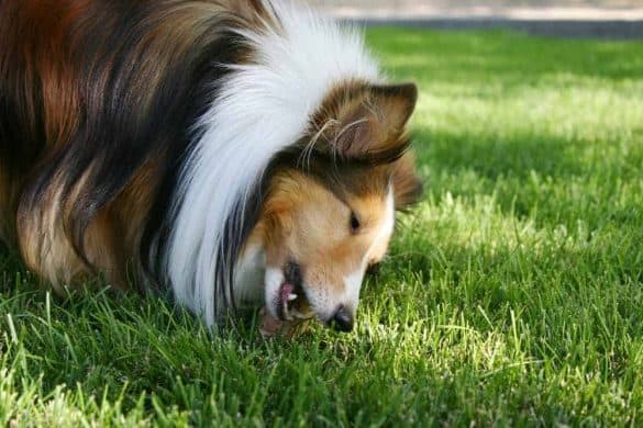 Ein Collie beim Gras fressen.