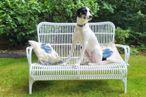 5 nützliche Tipps für eine hundegerechte Gartengestaltung - Hund sitzt auf Gartenmöbel.