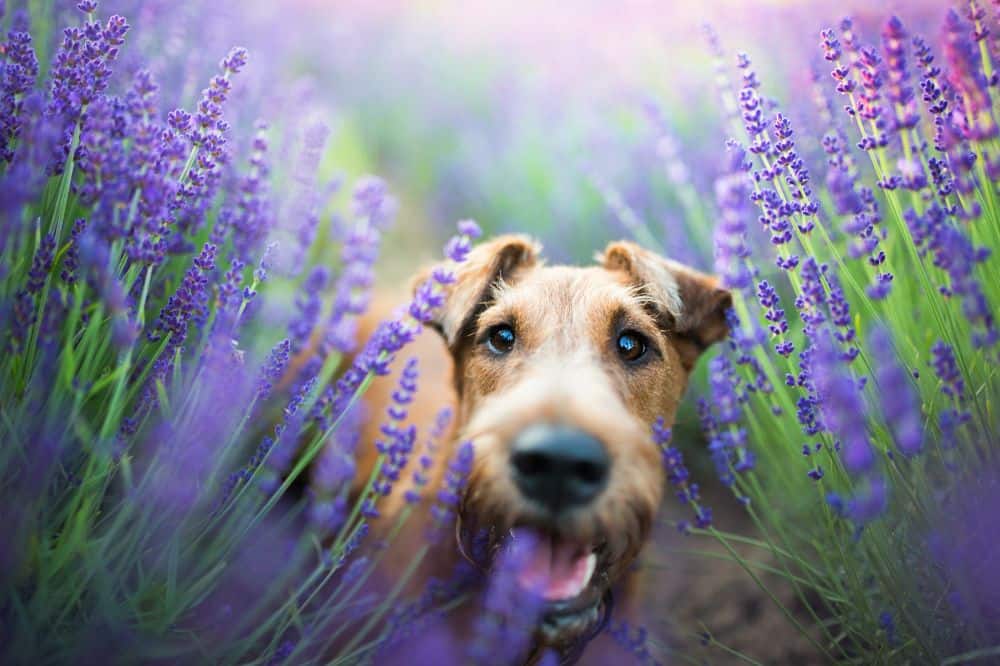 5 nützliche Tipps für eine hundegerechte Gartengestaltung_Die Hundezeitung. Lavendel ist eine für Hunde ungefährliche Gartenüflanze. Hund zwischen Lavendel. /Foto: Iza Łysoń (Canva)