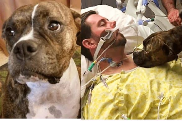 Mann liegt im Krankenbett mit Beatmungsmaschine, Hund verabschiedet sich