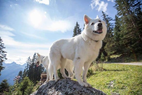 Ehrengäste Hunde sind willkommen_Hotel Bergfrieden_Die Hundezeitung: Weißer Hund vor blauem Himmel bei einer Wanderung