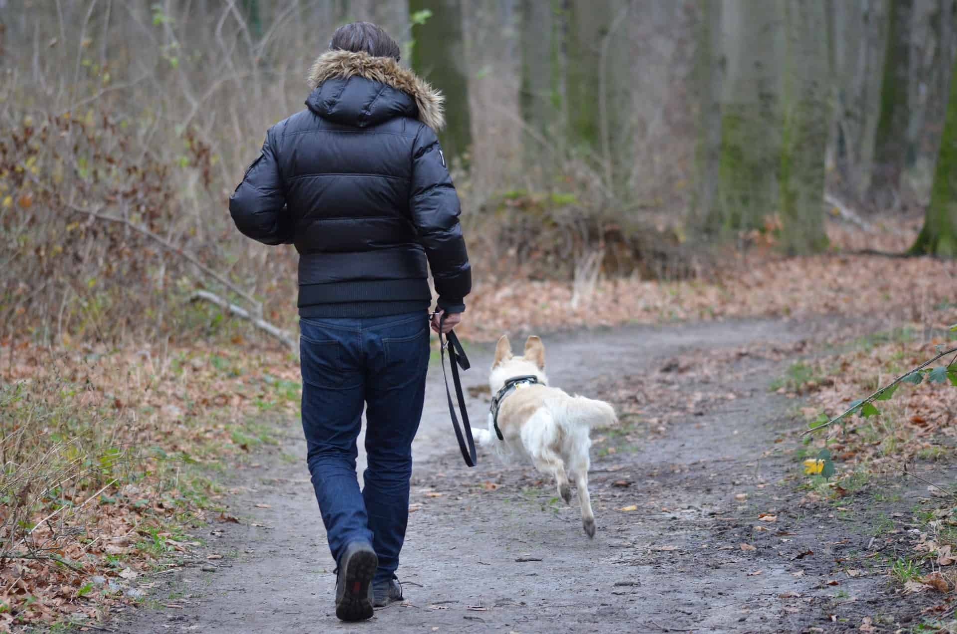 Menschenfreund auf vier Pfoten - sind Hunde gut für die Gesundheit? Hund und Mensch spazieren durch den Wald. Hund im Freilauf. /Foto: Tom und Nicki Löschner (pixabay)