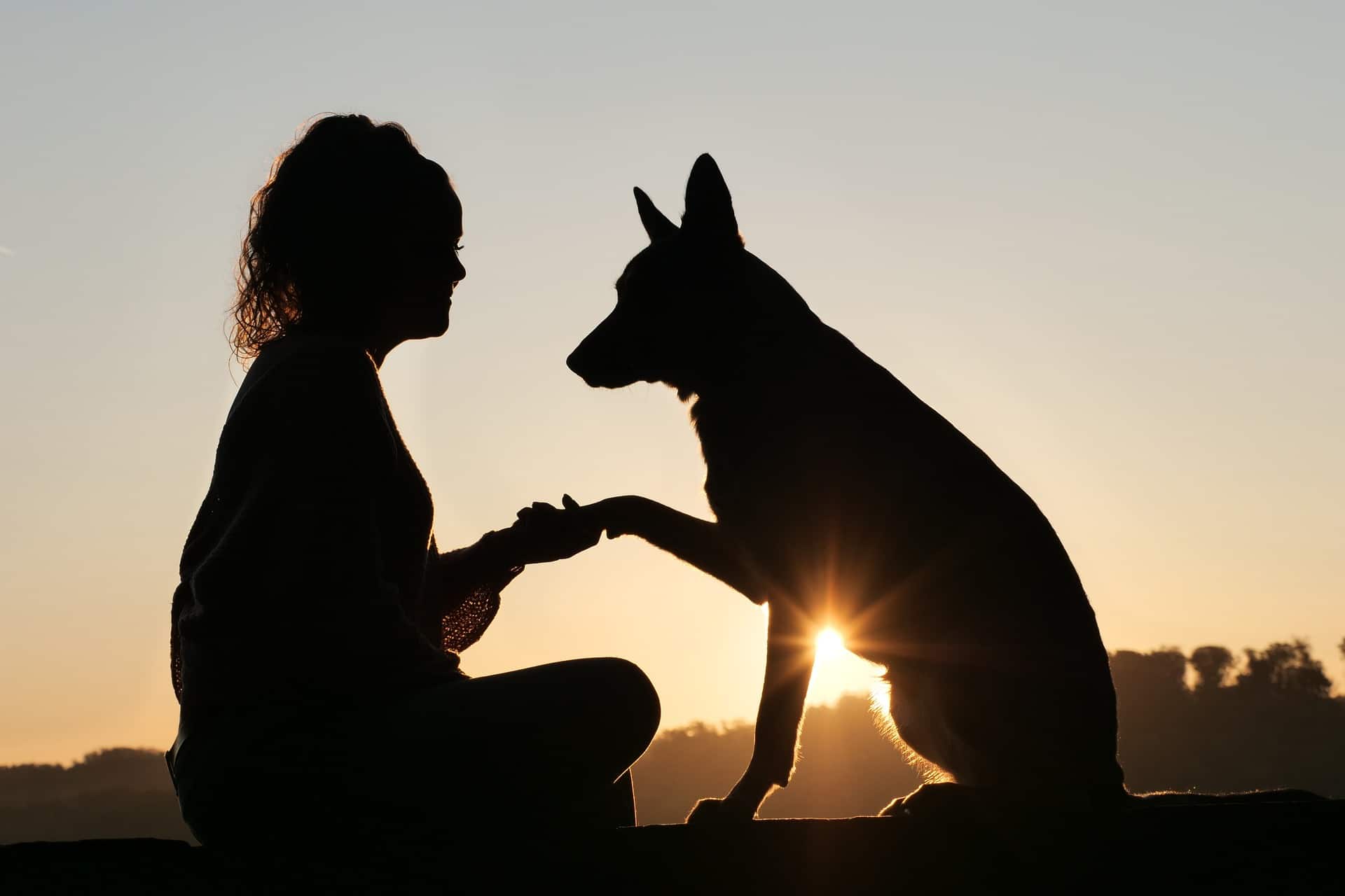 Menschenfreund auf vier Pfoten - sind Hunde gut für die Gesundheit. Hund und Frau vorm Sonnenuntergang - tiefe Freundschaft zwischen Mensch und Tier. /Foto: lokalsportessen (pixabay)