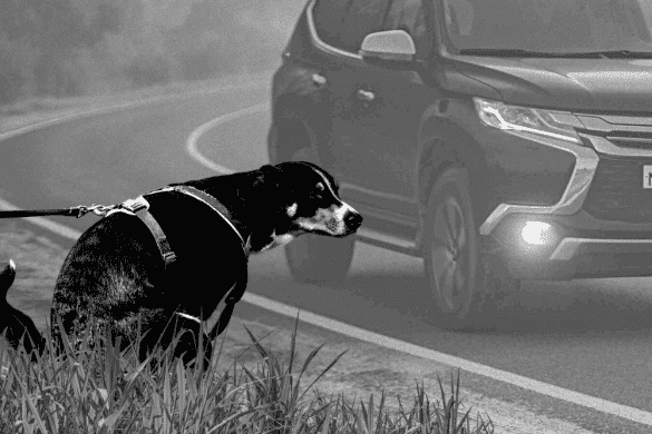 Exkrementierender Hund an Straßenrand wird vom Blitzer erwischt
