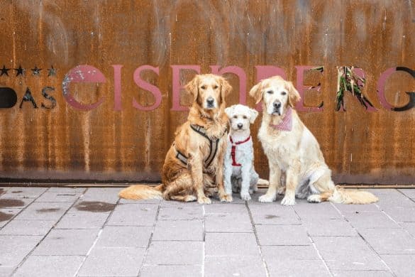 Drei Hunde sitzen vor dem Logo von Das Eisenberg.