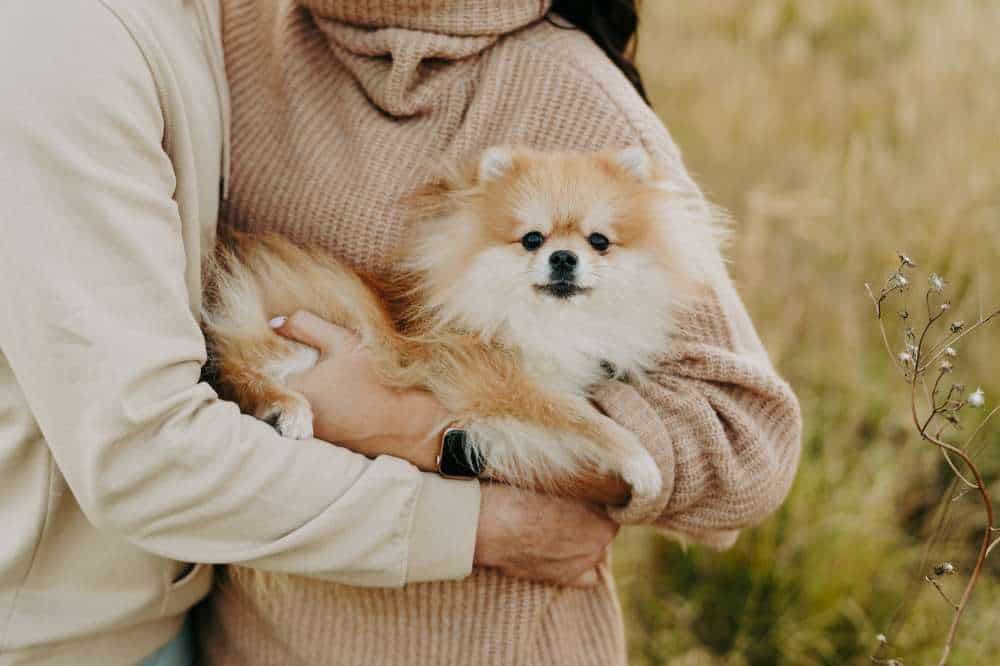 Ein kleiner Hund auf dem Arm einer Person.