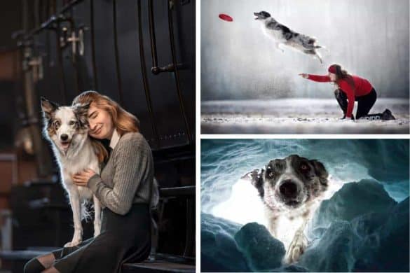 Drei der besten Bilder der Dog Photography Awards 2022.