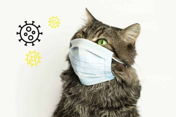 Eine Katze mit Mundschutz sieht ein paar Corona-Viren an.