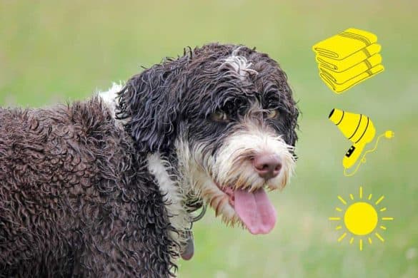 Ein nasser Hund neben drei Symbolen von Handtuch, Föhn und Sonne.