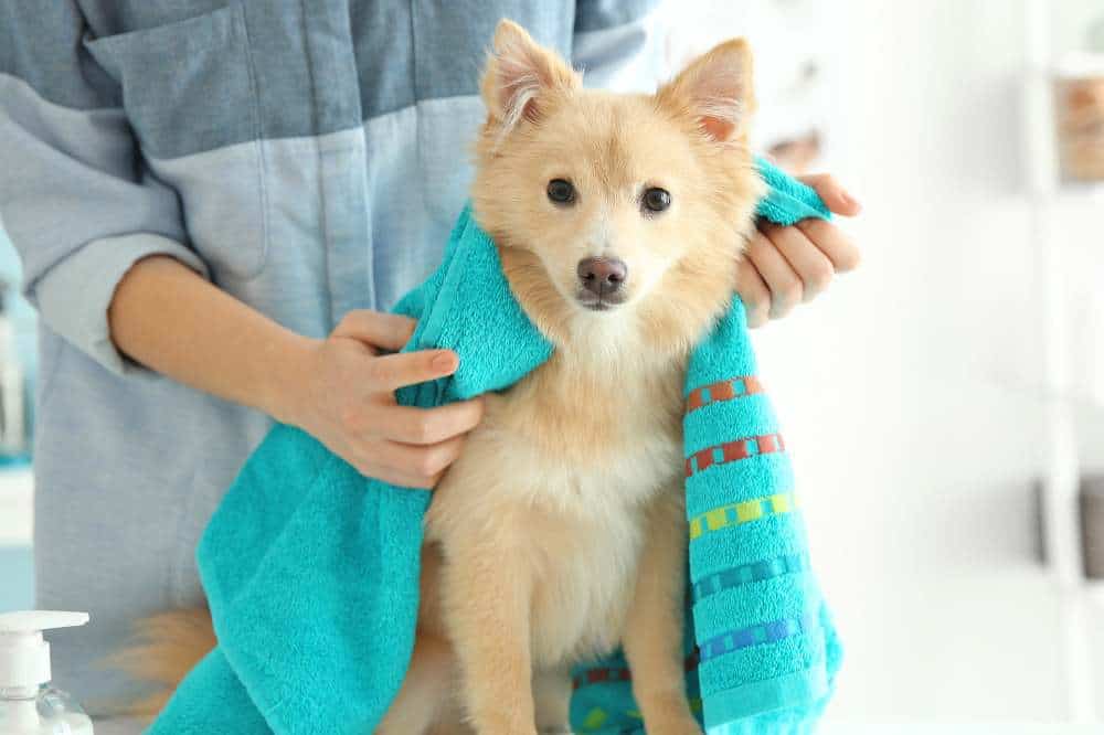 Ein nasser Hund wird mit einem Handtuch abgetrocknet.