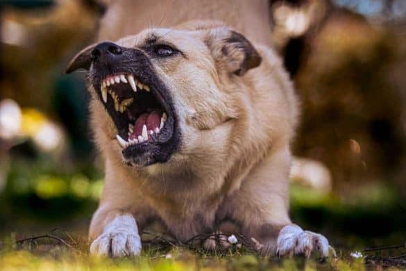 Ein Hund fletscht die Zähne als Symbol für verhaltensauffällige Hunde.