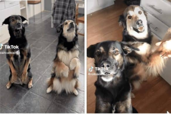 Hunde unterhalten sich über Facetime: Die zwei besten Freunde Sadie und Rollo machen Kunststücke auf Tik Tok