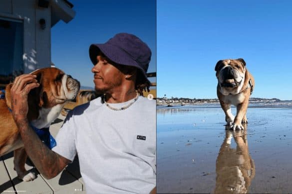 Lewis Hamilton und Bulldogge Roscoe: Links die beiden wie sie sich anschauen und rechts steht Roscoe am Strand