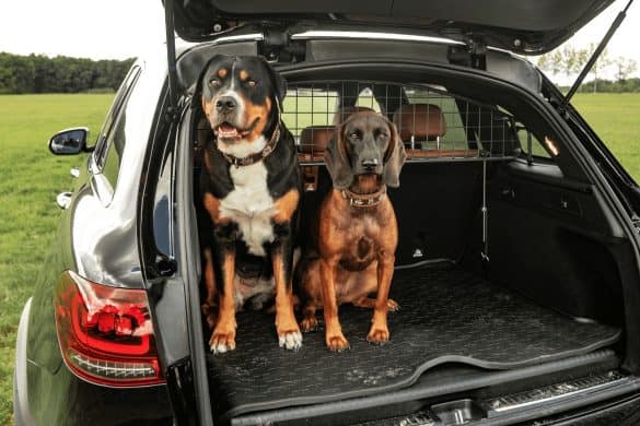 Travall - Zwei Hunde schauen aus dem Kofferraum, hinter ihnen ein Trenngitter. /Foto: Travall