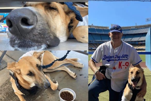 der Hund von den Los Angeles Dodgers mit seinem Besitzer