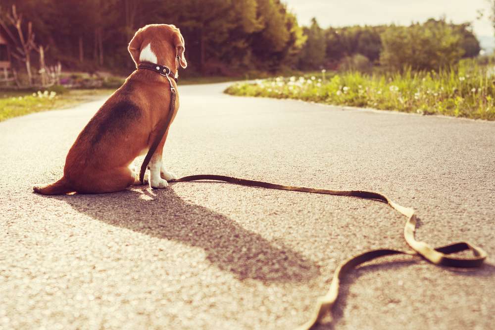 Ein Hund, gefunden oder zugelaufen, sitzt mit am Halsband hängender Leine auf der Straße.