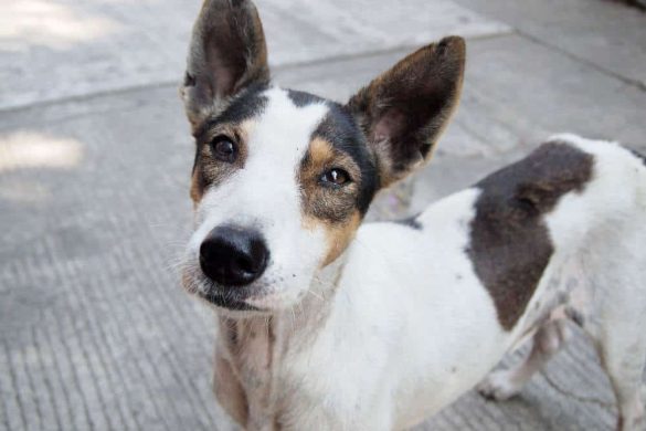 Ein Hund, gefunden oder zugelaufen, steht ohne Halsband auf einer STraße.