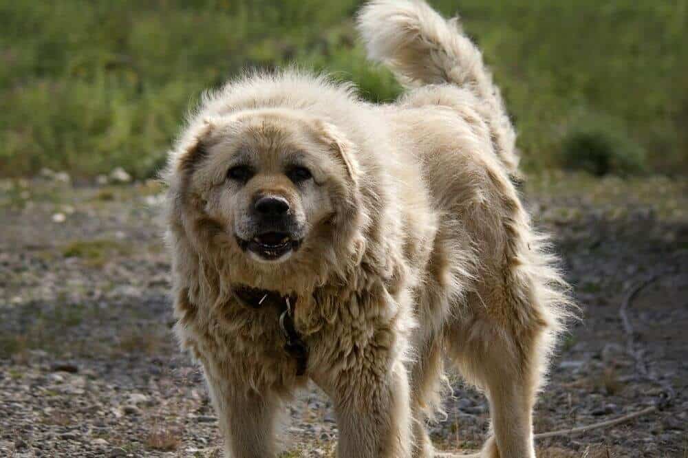 Ein Kaukasischer Schäferhund sieht wachsam in die Kamera.