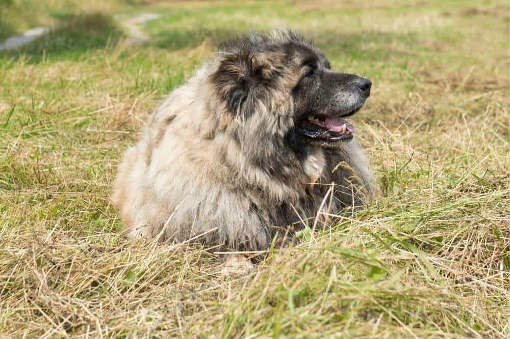 Ein Kaukasischer Schäferhund liegt im Gras.