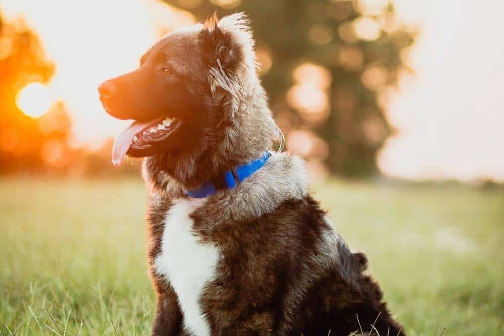 Ein Kaukasischer Schäferhund im Sonnenlicht.