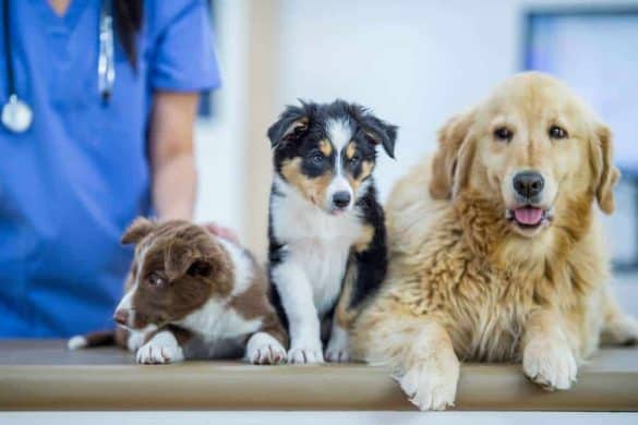 Drei Hunde in unterschiedlicher Größe und Rasse sitzen nebeneinander auf einem UNtersuchungstisch, jedoch nicht für eine Krebsdiagnose.
