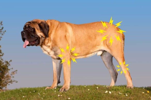 Ein Hund mit mehreren Blitzen um den Gelenken herum symbolisiert Osteochondrosis.
