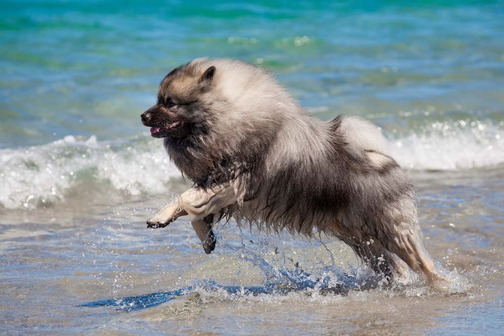 Ein Wolfsspitz oder Keeshond am Strand spielt mit den Wellen.