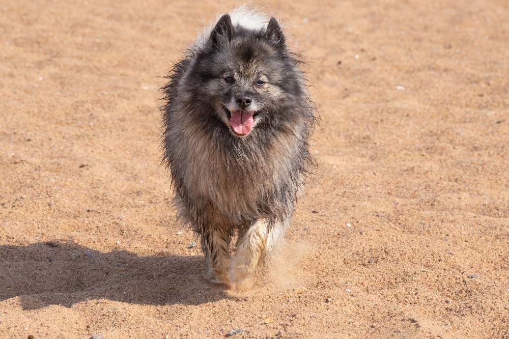 Ein Wolfsspitz oder Keeshond mit nassem Fell am Sandstrand.
