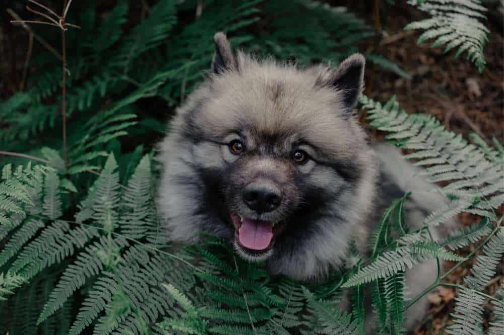 Ein Wolfsspitz oder Keeshond blickt zwischen Farnen im Wald heraus.