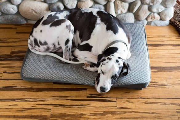 Alleine bleiben trainieren: Dogge liegt auf Hundebett und schläft