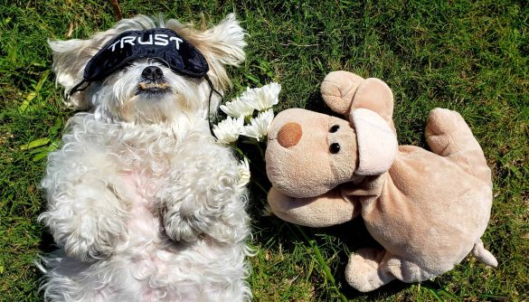 Dog with sleep mask basking in the sun with her dogfriend bringing gifts of flowers but she wonders.