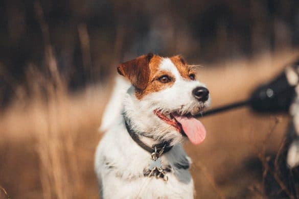 Hund als Diabetiker Assistent: Hund Giotto, der Jack Rüssel Terrier rettet das Leben des 8 Jährigen