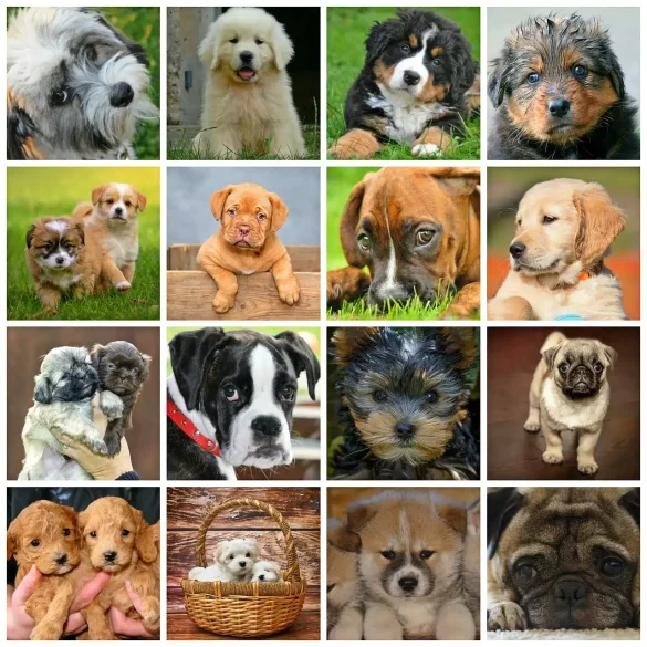 Die 10 freundlichsten Hunderassen: Entdecken Sie die liebenswerten Begleiter für die ganze Familie