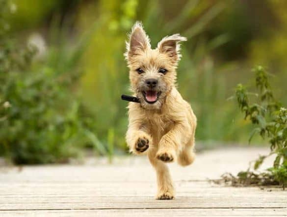 Cairn Terrier sind fröhliche Wegbegleiter.