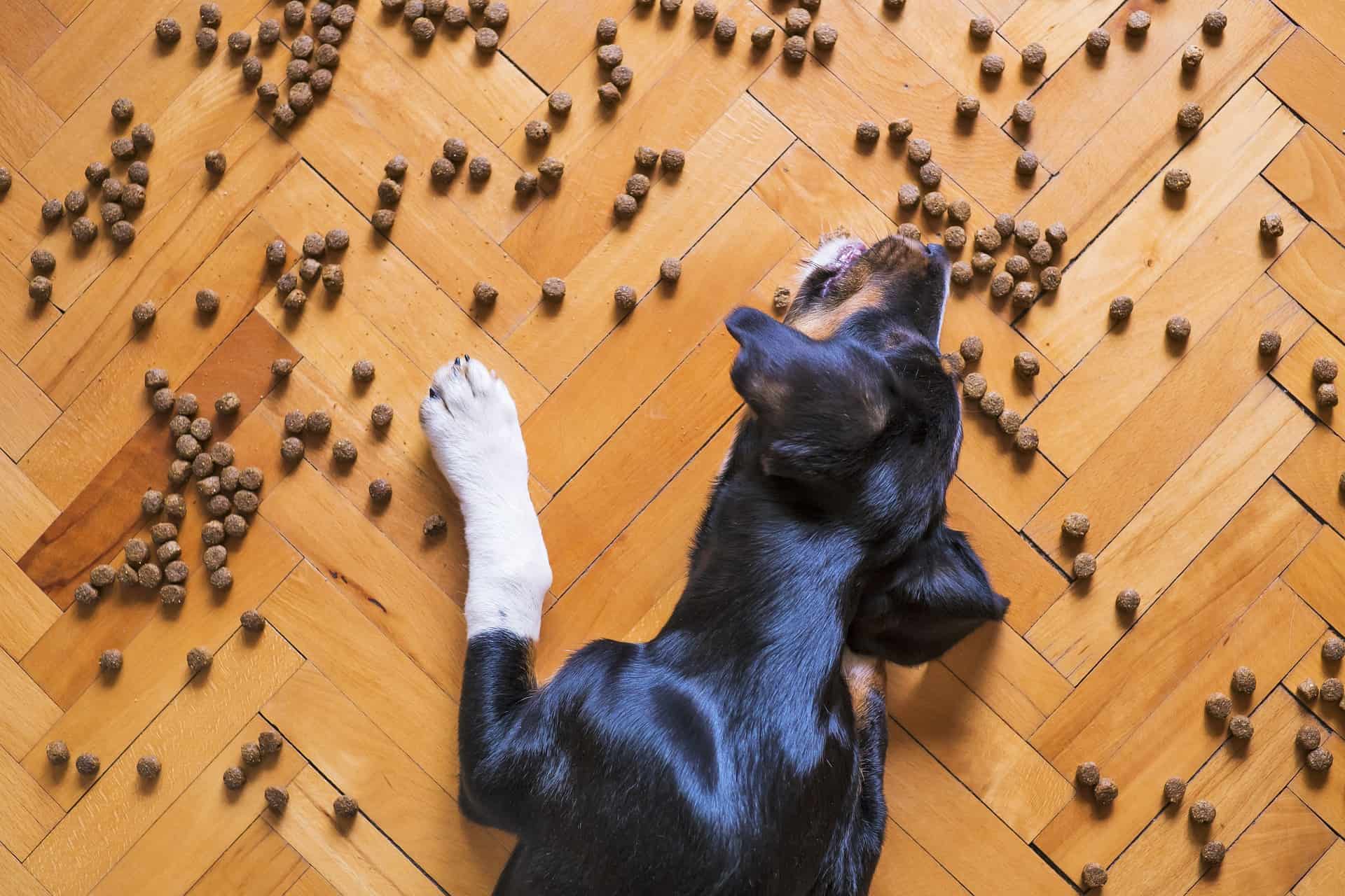 Buchtipp: Hundefutter - Bedarfsorientiert füttern_Die Hundezeitung. Hund frisst Trockenfutter vom Boden. Foto: pixabay