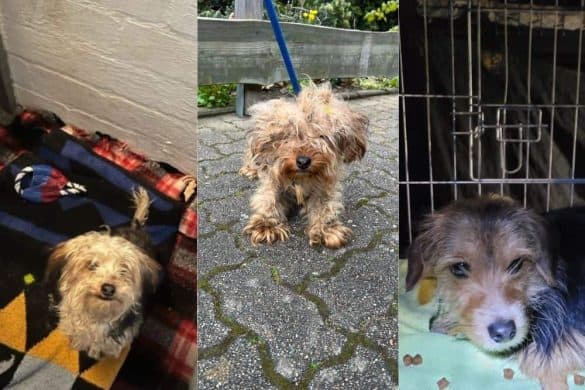Drei verlassene Yorkshire-Terrier wurden in Peine gefunden und von den Tierpflegern des örtlichen Tierheims gerettet.