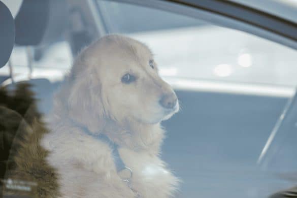 Hund sitzt in einem Auto und schaut aus dem fenster
