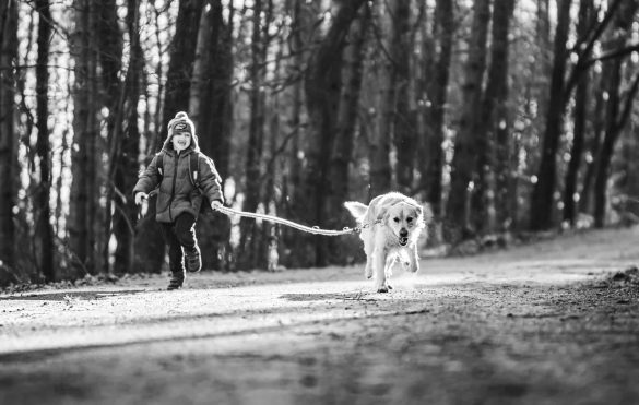 Wenn der geliebte Hund stirbt: Andenken für die Ewigkeit_Die Hundezeitung. /Foto: Jozef Feher (pexels)