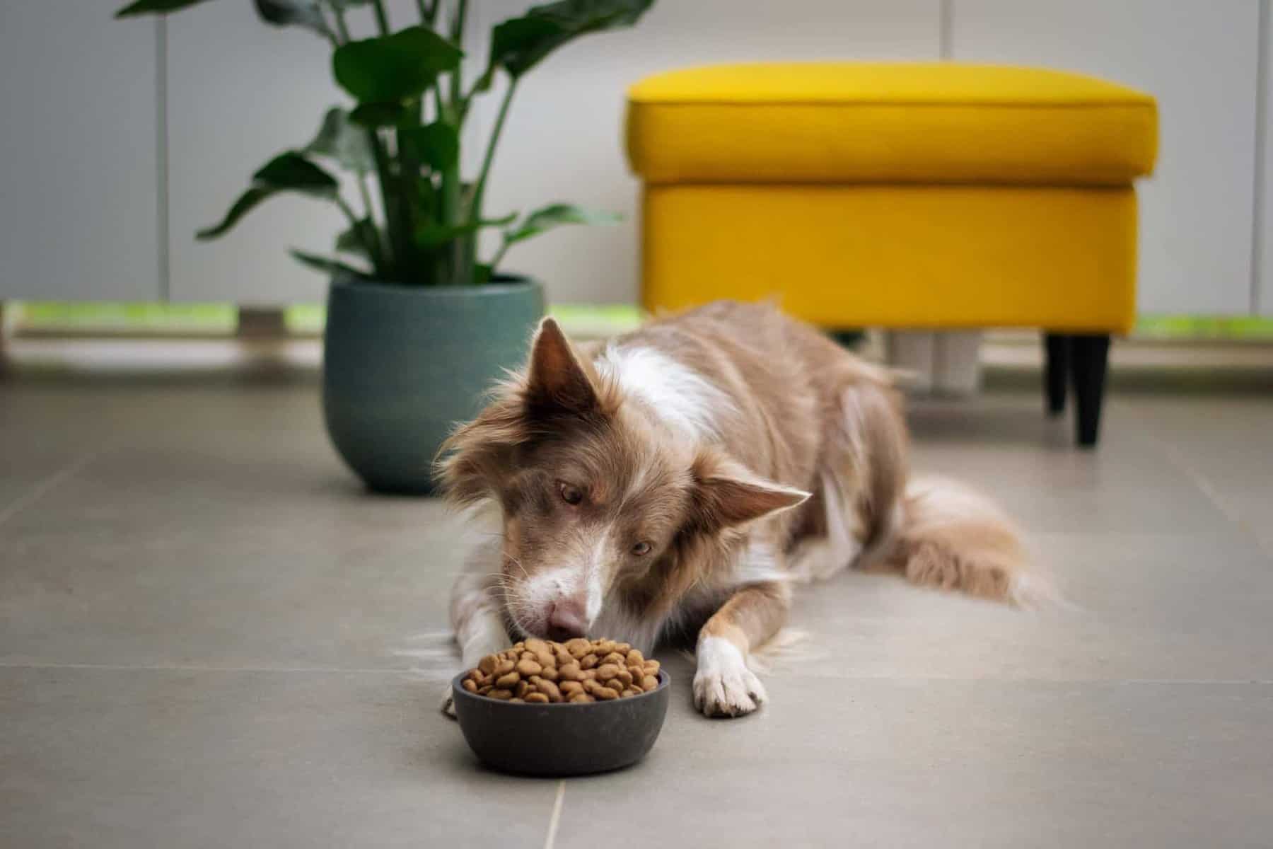 Hund liegt vor einem gefüllten Napf am Boden und holt sich Futter aus dem Napf.