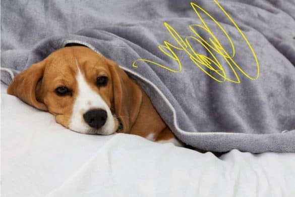 Ein Hund liegt müde unter einer Decke im Bett, doch der Hund erbricht gelb nicht.
